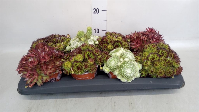 <h4>Sempervivum tectorum</h4>
