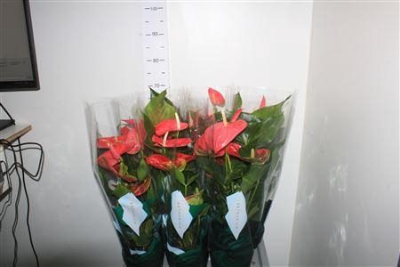 <h4>Anthu An Colorado 5+</h4>