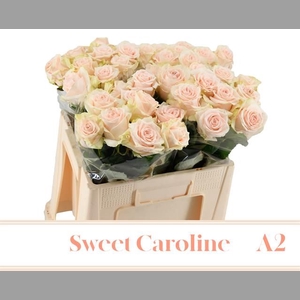 R GR SWEET CAROLINE