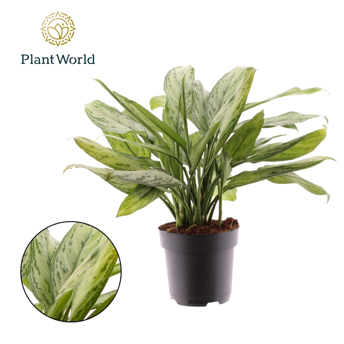 <h4>Aglaonema Silver Queen</h4>