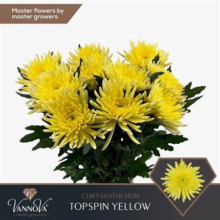 <h4>Chr G Topspin Yellow</h4>