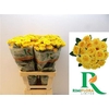 R Tr Yellow Babe