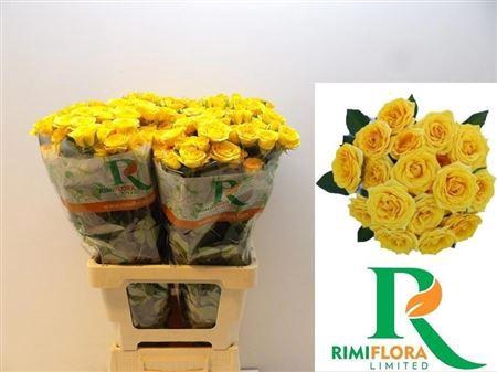 <h4>R Tr Yellow Babe</h4>