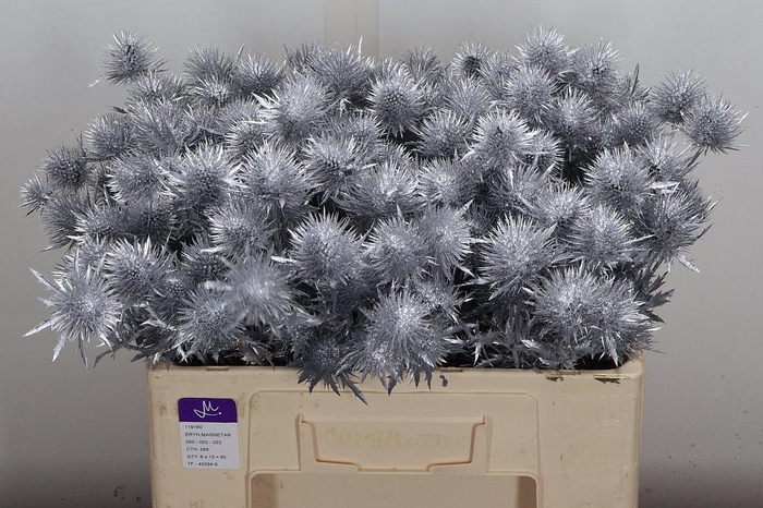 <h4>Eryn Ov Klb Zilver</h4>