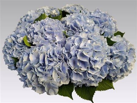 <h4>Hydr M Ch Verena Bl</h4>