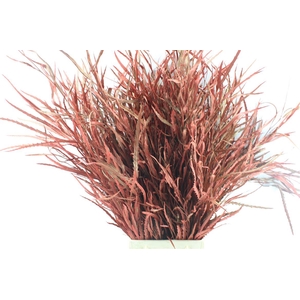 Grevillea Metal Antique