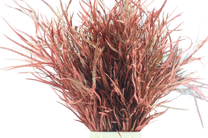 <h4>Grevillea Metal Antique</h4>