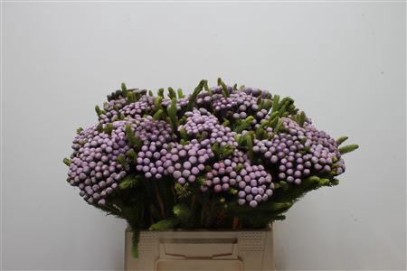 <h4>Kaaps Brunia Albiflora M Orchid</h4>