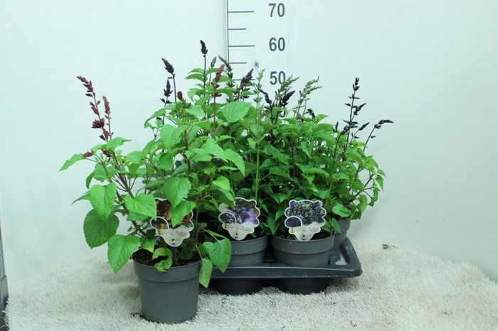<h4>Salvia  'Salgoon Lake Blueberry'</h4>