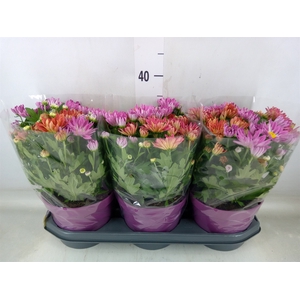 Chrysanthemum  'Sollinea'