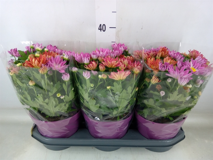 <h4>Chrysanthemum  'Sollinea'</h4>