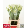 Nerine Biancaneve