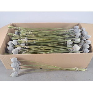 DF Papaver Large Bs 5 Pcs Natural