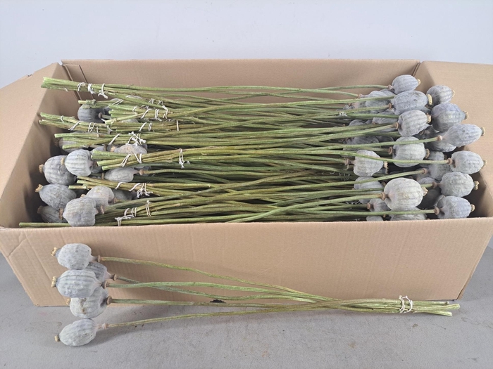 <h4>DF Papaver Large Bs 5 Pcs Natural</h4>