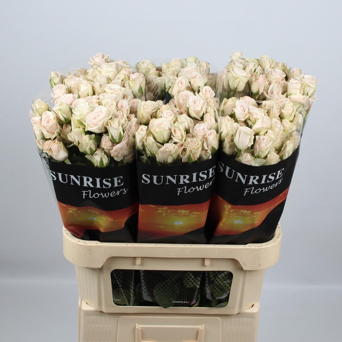 <h4>R TR ROYAL PORCELINA</h4>