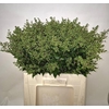 Ligustrum Libelle