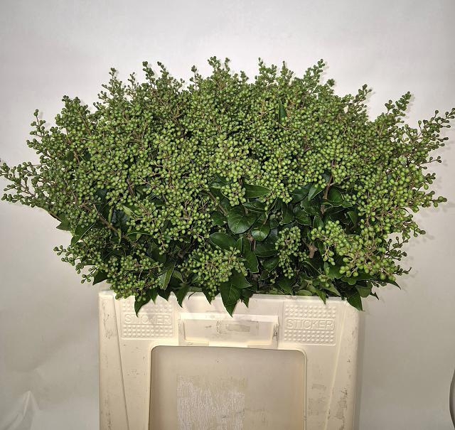 Ligustrum Libelle