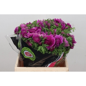Anemone Levante Cerise
