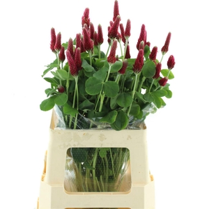 TRIF PURPUREUM