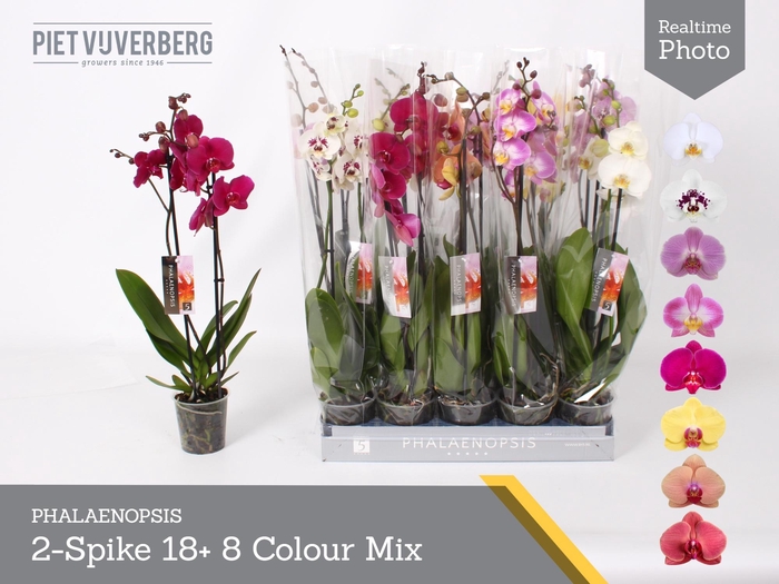 <h4>PHAL GEM 8 KL</h4>