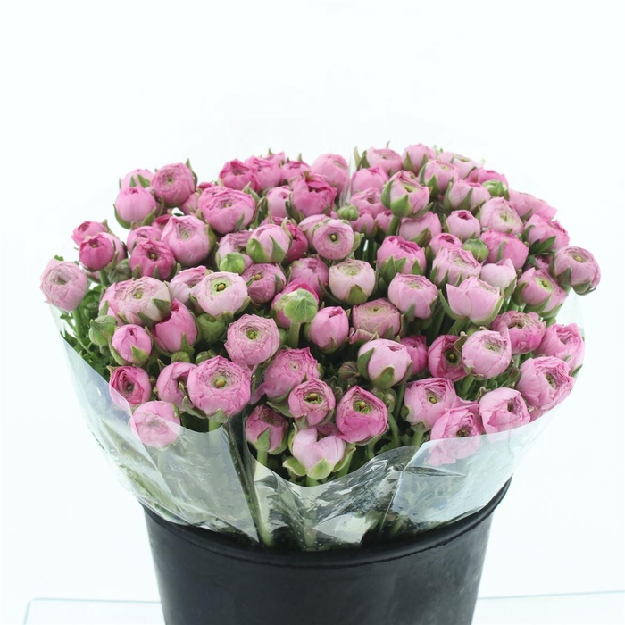 <h4>Ran Bulbilli Pink Extra</h4>