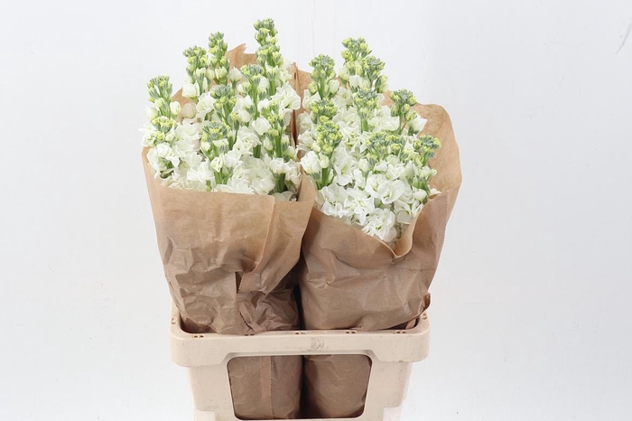 <h4>Matth Iron White</h4>