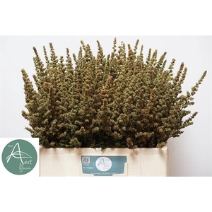 ASTIL AR ERIKA DECOR