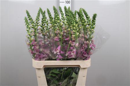 <h4>Digi Camelot Rose</h4>