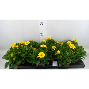 Osteospermum  'Sunny Asti'