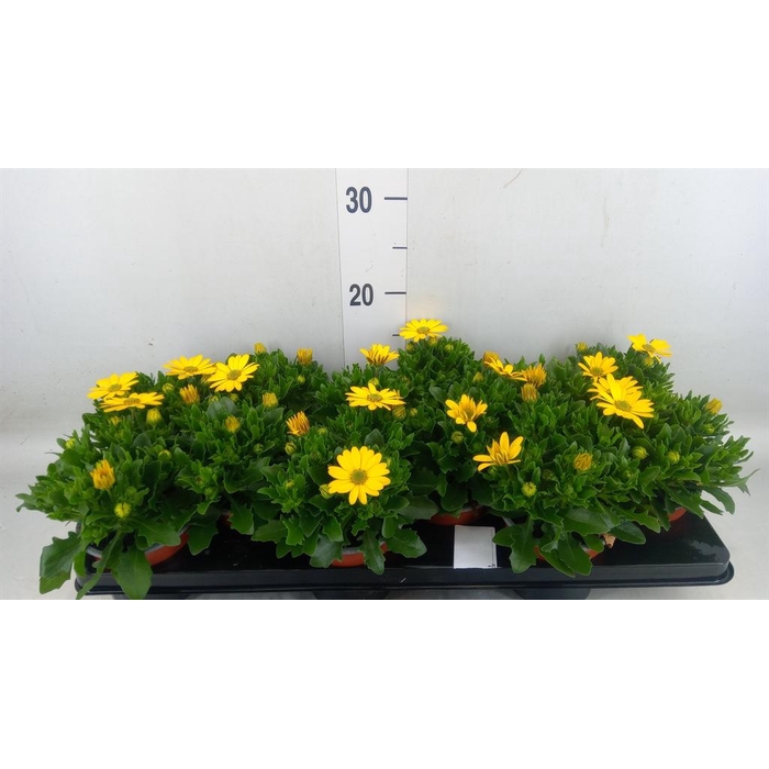 <h4>Osteospermum  'Sunny Asti'</h4>