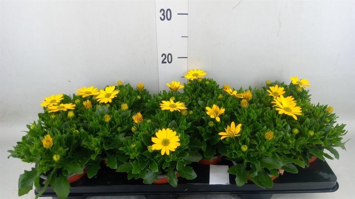 Osteospermum  'Sunny Asti'