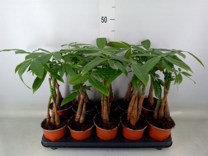 <h4>Pachira aquatica</h4>