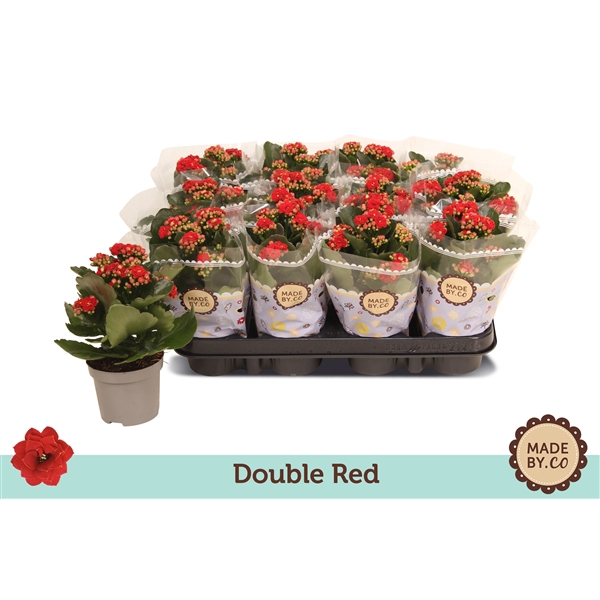 <h4>Kalanchoë Double Red</h4>