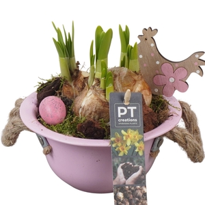 Arr.  Narcissus Tete Tete L%