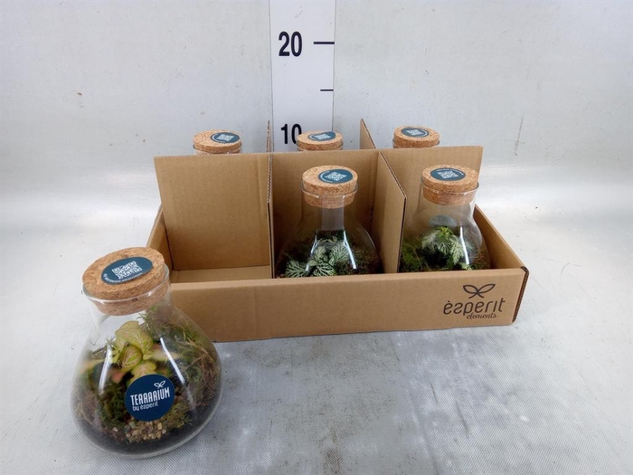 <h4>Arr. Planten L%</h4>