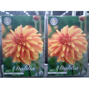 Dahlia   ...flowerbulbs