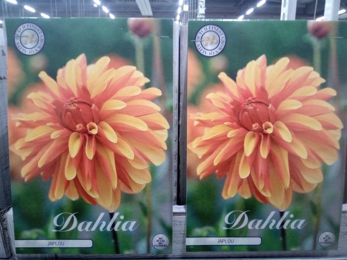 <h4>Dahlia   ...flowerbulbs</h4>