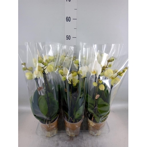 Phalaenopsis   ...white