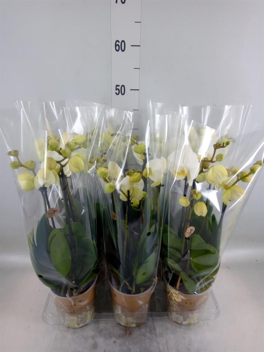 <h4>Phalaenopsis   ...white</h4>