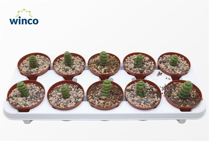 <h4>Eulychnia Castanea Spiralis</h4>