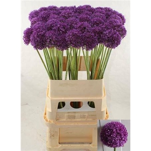 Allium Ambassador 90cm X50