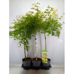 Acer palmatum 'Little Princess'