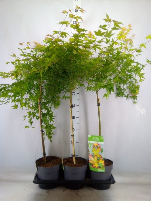 <h4>Acer palmatum 'Little Princess'</h4>