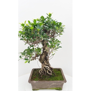 Ficus retusa, pot 40cm. Height 85cm.( single item)