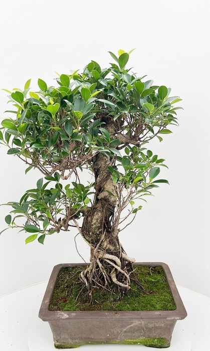 <h4>Ficus retusa, pot 40cm. Height 85cm.( single item)</h4>