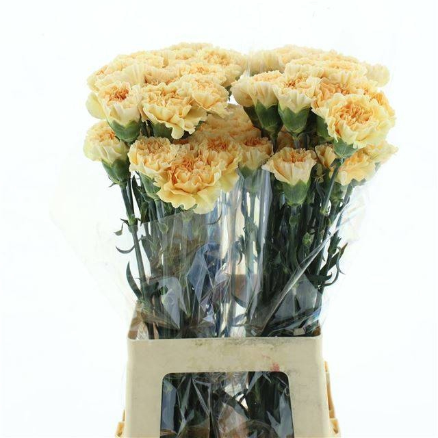 <h4>DI ST CAROLINE GOLD</h4>