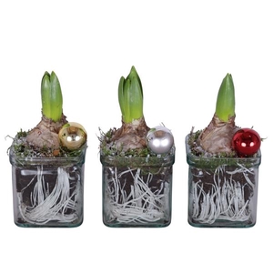 Christmas Arr. Hyacint Accuglas Square Ø08cm 1PP