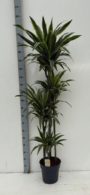 <h4>DRA DE LEMON LIME</h4>