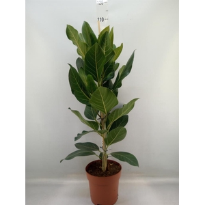 Ficus benghalensis 'Joy'