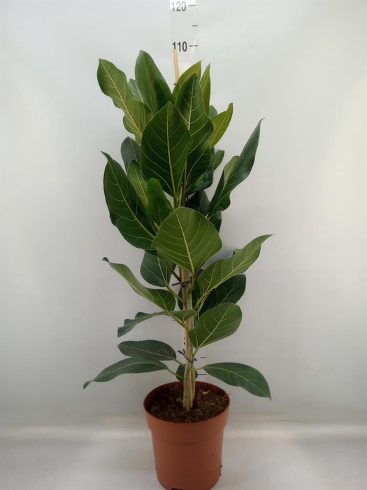 <h4>Ficus benghalensis 'Joy'</h4>